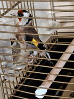 Parva Putter Pop van 2025 geringd, Dieren en Toebehoren, Vogels | Overige Vogels, Vrouwelijk, Wildzangvogel, Geringd