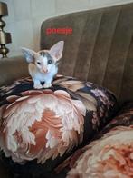 Oosterse korthaar kittens met stamboom, Meerdere dieren, Gechipt