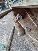 Lief bruin konijntje, laatste van het nestje, Dieren en Toebehoren, Konijnen