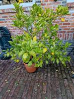 Sinasappelboompje - Citrus, Tuin en Terras, Lente, Minder dan 100 cm, Volle zon, In pot