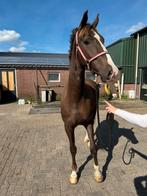 2,5 jarig Kwpn tuigpaard, Dieren en Toebehoren, Gechipt, Ruin, 3 tot 6 jaar, 160 tot 165 cm