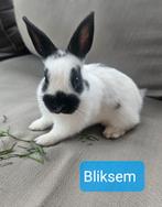 Jong klein konijntje Lotharinger, Vrouwelijk, Groot