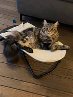 Maine Coon, Dieren en Toebehoren, Katten en Kittens | Overige Katten, Kater, 0 tot 2 jaar