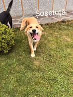 Sosetuta is ter adoptie!, Rabiës (hondsdolheid), 15 weken tot 1 jaar, Handelaar, Buitenland