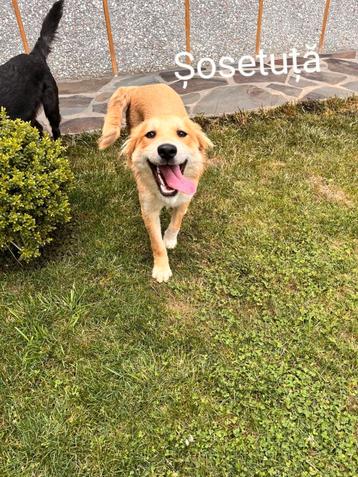 Sosetuta is ter adoptie! beschikbaar voor biedingen