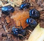Div soorten keverlarven ook voor Houten 21 sept, Dieren en Toebehoren, Insecten en Spinnen, Overige soorten