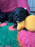 Australian labradoodle pups met stamboom medium., Overige rassen, CDV (hondenziekte), 8 tot 15 weken, Meerdere