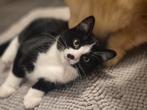 Ragdoll/europesekorthaar, Dieren en Toebehoren, Poes, Ontwormd