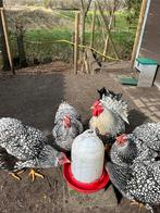Broedeieren Wyandotte zilver zwart gezoomd grote kippen, Dieren en Toebehoren, Pluimvee, Kip, Geslacht onbekend