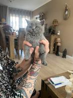 Britse korthaar kittens, Meerdere dieren, Gechipt, 0 tot 2 jaar