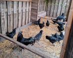 Te koop en te reserveren broedeieren ayam cemani!, Dieren en Toebehoren, Pluimvee, Kip