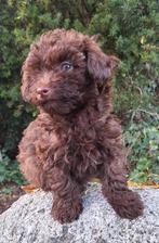 Choco toypoedel pups, Dieren en Toebehoren, Poedel, Reu, 8 tot 15 weken, CDV (hondenziekte)