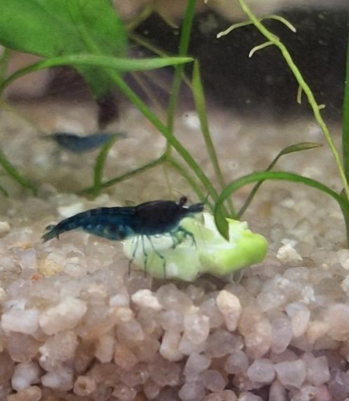 erwten vlokken garnalen voeding, Dieren en Toebehoren, Vissen | Aquariumvissen, Zoetwatervis, Kreeft, Krab of Garnaal