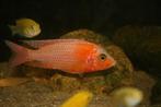Malawi Cichliden: Aulonocara Fire Fish, Vis, Zoetwatervis