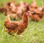 20 slachtkippen, Meerdere dieren, Kip