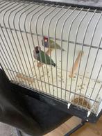 Gouldamadines koppel, Meerdere dieren