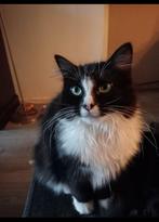 Maine Coon/ Ragdoll poes 2 jaar oud, Poes, 0 tot 2 jaar
