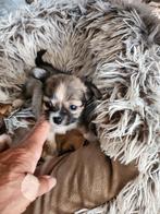 Chihuahua puppy's, langharig, tricolor, Dieren en Toebehoren, Honden | Chihuahua's en Gezelschapshonden, België, Particulier, Reu