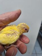 Tamme forpussen, Dieren en Toebehoren, Meerdere dieren, Dwergpapegaai of Agapornis