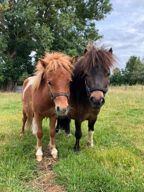 2 Bonte Mini Hengstjes – Eerste helft 2024, Dieren en Toebehoren, Pony's, Hengst, A pony (tot 1.17m), Recreatiepony, 0 tot 2 jaar