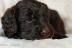 Prachtige Australian Labradoodle pups!, Dieren en Toebehoren, Honden | Retrievers, Spaniëls en Waterhonden, Overige rassen, 8 tot 15 weken