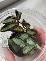 Terrariumplant pellionia repens, Ophalen of Verzenden, Halfschaduw, Minder dan 100 cm