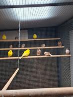8 kanarie's 4xgeel 4xharlekijn, Meerdere dieren, Kleurkanarie