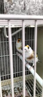 Mooie Majoor Putter koppel komt uit egelhad, Meerdere dieren, Wildzangvogel