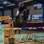 6 jarige merrie, Dieren en Toebehoren, Paarden, Merrie