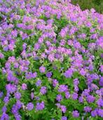 Geranium p9, Tuin en Terras, Ophalen of Verzenden, Overige soorten, Volle zon