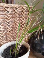 Paraplu plantje, Ophalen, Overige soorten, Minder dan 100 cm