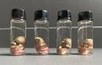 Muizen foetus op sterk water, Ophalen of Verzenden, Nieuw, Beeldje of Figuurtje