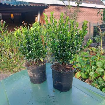 Euonymus green spire(Beste buxus vervanger) en Laurier beschikbaar voor biedingen