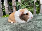 Coronet choco otter creme wit zeugje, Dieren en Toebehoren, Knaagdieren, Vrouwelijk, Cavia, Voor 1 juli 2024, Tam