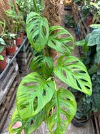 Monstera Esqueleto op mosstok, Ophalen of Verzenden