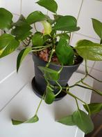 Ik weet de naam niet, Huis en Inrichting, Kamerplanten, Ophalen of Verzenden, Overige soorten, Minder dan 100 cm