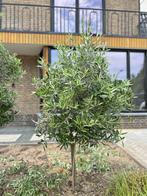 For Sale: Beautiful Olive Tree, Tuin en Terras, Planten | Bomen, Lente, 100 tot 250 cm, Olijfboom, Ophalen