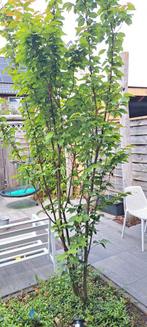 Prunus 'the Bride', Tuin en Terras, Planten | Bomen, Ophalen