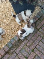 lieve ,leuke raszuivere shih tzu pups (5 december tip), Dieren en Toebehoren, Honden | Chihuahua's en Gezelschapshonden, Overige rassen