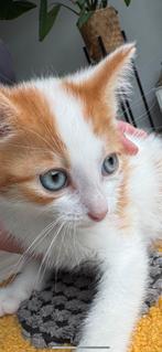 Leuke kitten van 8 weken oud mag nu naar een nieuw huisje, Dieren en Toebehoren, Katten en Kittens | Overige Katten, Meerdere dieren