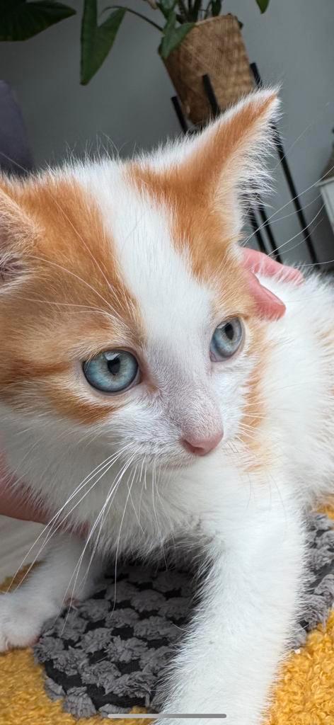 Leuke kitten van 8 weken oud mag nu naar een nieuw huisje, Dieren en Toebehoren, Katten en Kittens | Overige Katten, Kortharig