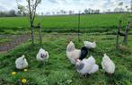 Broedeieren Sussex Columbia (groot), Geslacht onbekend, Kip