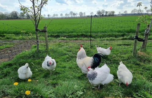 Broedeieren Sussex Columbia (groot), Dieren en Toebehoren, Pluimvee, Kip, Geslacht onbekend