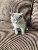 Schattige Britse Korthaar Kitten Zoekt Een Liefdevol Thuis, Dieren en Toebehoren, Katten en Kittens | Raskatten | Korthaar, Kater