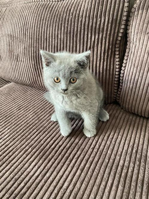 Schattige Britse Korthaar Kitten Zoekt Een Liefdevol Thuis, Dieren en Toebehoren, Katten en Kittens | Raskatten | Korthaar, Kater