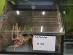 terrarium, Dieren en Toebehoren, Reptielen en Amfibieën | Toebehoren, Ophalen, Zo goed als nieuw, Terrarium of Paludarium