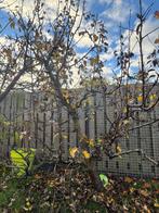 Oude, prachtige karakteristieke conferencepeer perenboom, Ophalen, Lente, Halfschaduw, Appelboom