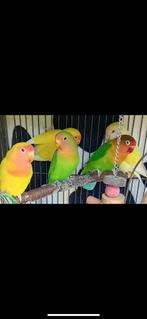 Vogels, Dieren en Toebehoren, Vogels | Parkieten en Papegaaien, Meerdere dieren, Dwergpapegaai of Agapornis, Tam