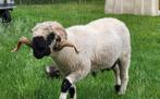 Walliser Schwarznase ram te huur/leen zwoegervrij, Mannelijk, Schaap, 0 tot 2 jaar