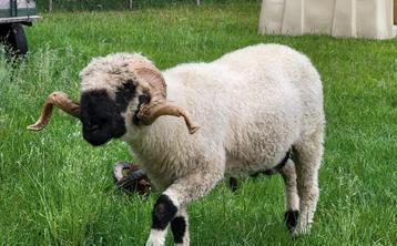 Walliser Schwarznase ram te huur/leen zwoegervrij beschikbaar voor biedingen